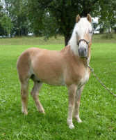 Haflinger-Pony steht auf einer Wiese vor Bäumen