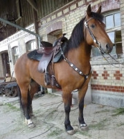 Braunes Pferd mit Westernsattel vor einem Backsteingebäude