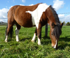 Braun-weiß geschecktes Pony beim Grasen auf der Weide