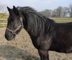 Schwarzes Pferd mit Halfter auf einem Sandplatz