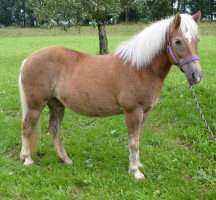 Haflinger mit lila Halfter auf der Weide