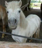 Weißes Pony schaut neugierig in die Kamera
